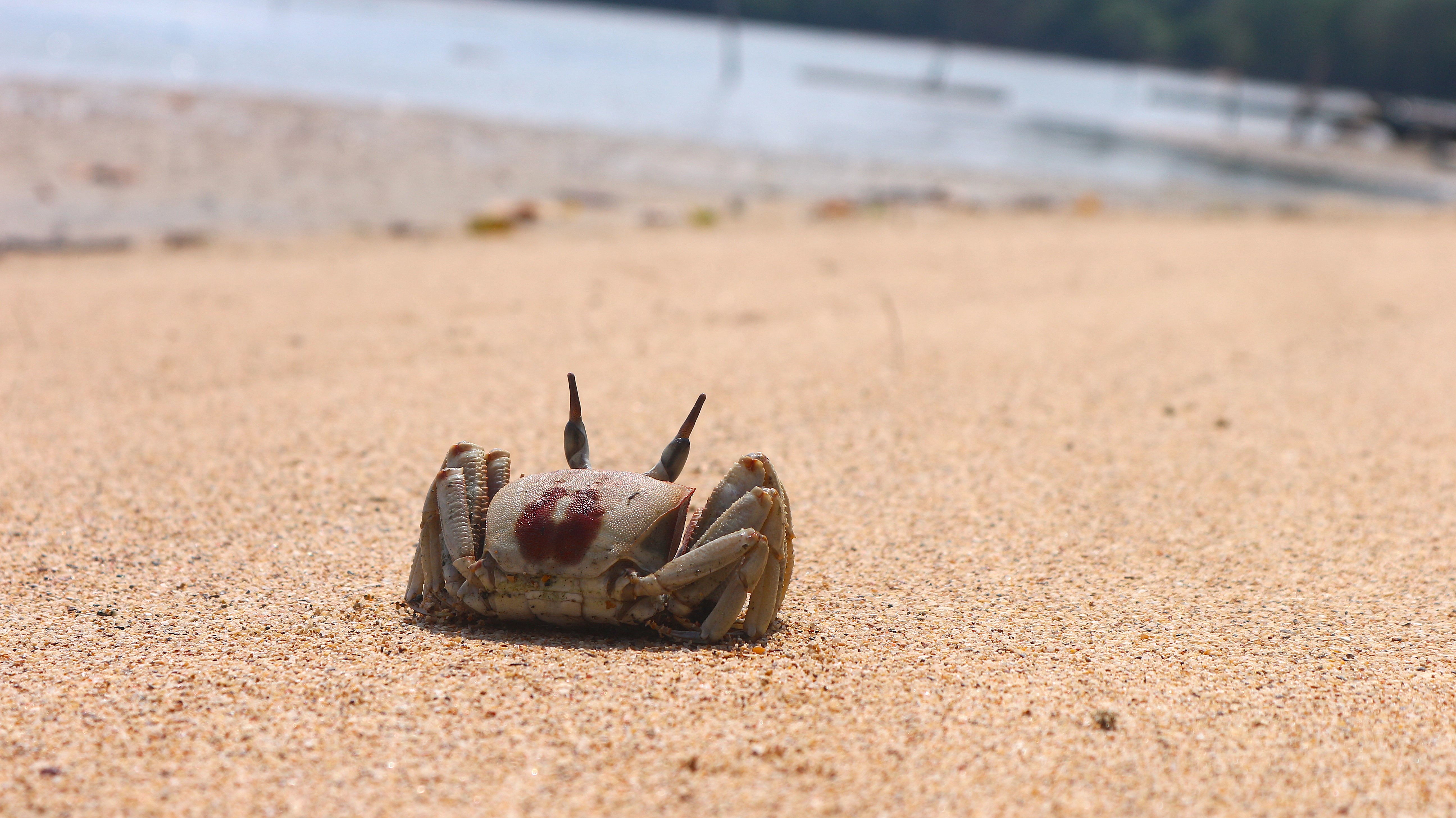 When a Tiny Crab Makes You Stop